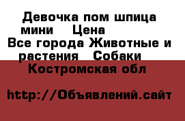 Девочка пом шпица мини  › Цена ­ 30 000 - Все города Животные и растения » Собаки   . Костромская обл.